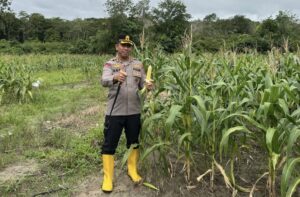 Dukung Ketahanan Pangan Nasional, Kapolres Balangan Tinjau Lahan Jagung-Peternakan Sapi di Gampa Paringin Selatan