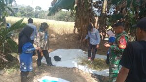 Babinsa Lampihong-PPL Lakukan Ubinan Sungai Tabuk, Bantu Petani Prediksi Hasil Panen Padi di Balangan 