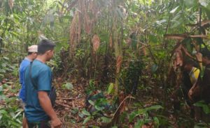 Geger Temuan Mayat Pria Tanpa Kepala di Bangkaun Ulang Loksado HSS