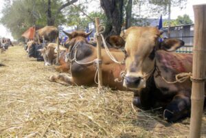 Disbunnak Kalsel Pastikan Hewan Kurban Aman Jelang Iduladha 1446 Hijriah