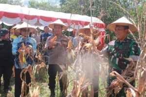 Sinergi! Polres Balangan Gelar Panen Raya Jagung Serentak, Dandim 1001/HSU-BLG: Dukung Ketahanan Pangan di Bumi Sanggam