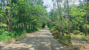 Dibiarkan Miring ke Jalan, Pohon Karet di Lampihong Berbahaya Bagi Pengendara