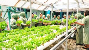 Inovasi Hijau di Kodim 1001/HSU-BLG: Persit Panen Sayuran Hidroponik, Dorong Ketahanan Pangan-Pola Hidup Sehat