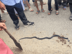 Tragis! Terlelap di Siang Hari, Lansia di Balangan Tewas Digigit Ular di Rumah