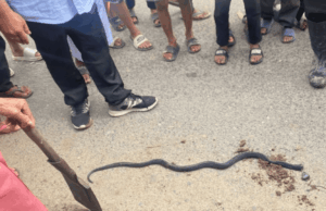 Tragis! Terlelap di Siang Hari, Lansia di Balangan Tewas Digigit Ular di Rumah