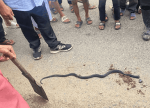 Tragis! Terlelap di Siang Hari, Lansia di Balangan Tewas Digigit Ular di Rumah