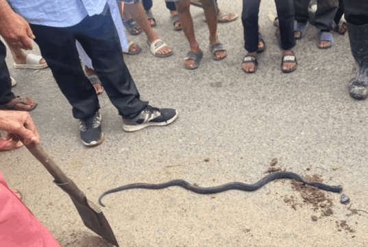 Tragis! Terlelap di Siang Hari, Lansia di Balangan Tewas Digigit Ular di Rumah