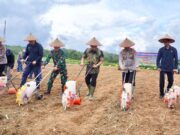 Forkopimda Tanam Jagung Serentak, Perkuat Ketahanan Pangan Nasional di Balangan