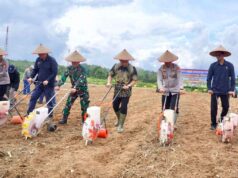 Forkopimda Tanam Jagung Serentak, Perkuat Ketahanan Pangan Nasional di Balangan