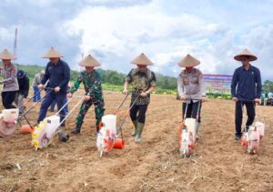 Forkopimda Tanam Jagung Serentak, Perkuat Ketahanan Pangan Nasional di Balangan